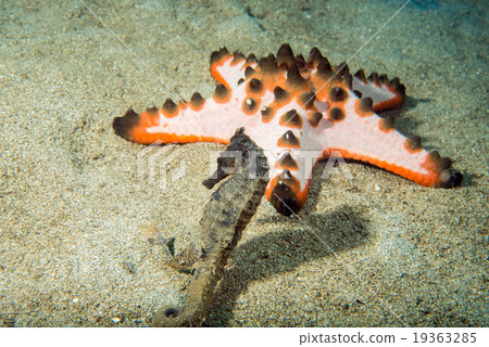 Black sea horse hanging on pink sea star 19363285