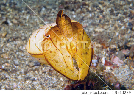 Squid cuttlefish underwater on black lava sand Squid cuttlefish underwater on black lava sand 19363289