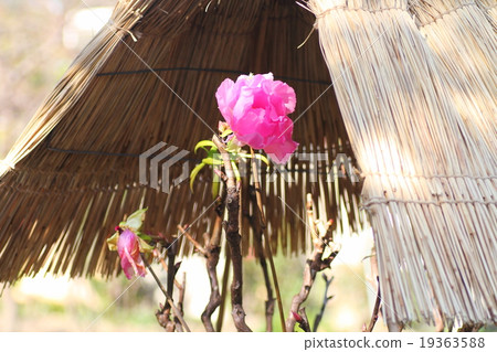 Cold button flowers Cold button flowers 19363588