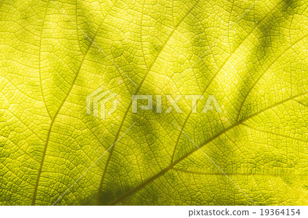 Background from leaf Background from leaf 19364154