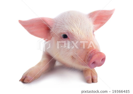 pig 19366485