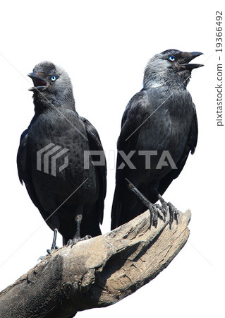 Two Wild Jackdaw 19366492