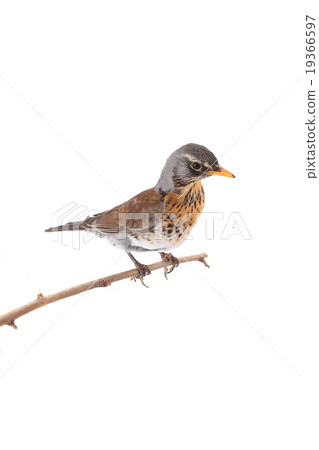 thrush thrush 19366597