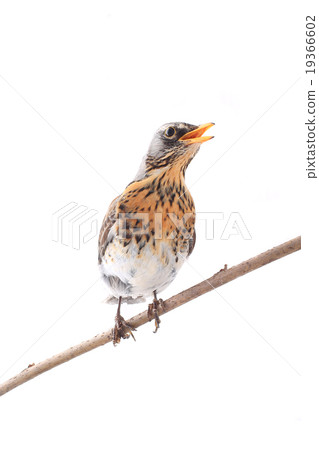 thrush thrush 19366602
