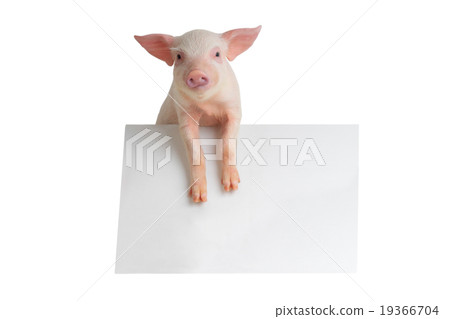 pig pig 19366704