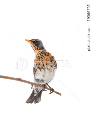 thrush thrush 19366705