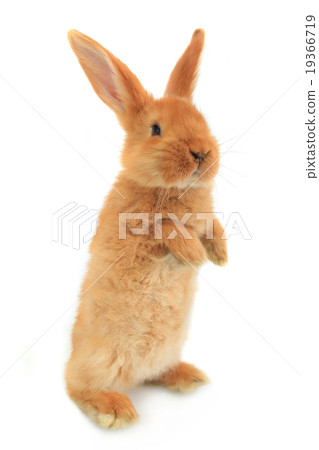 standing rabbit 19366719