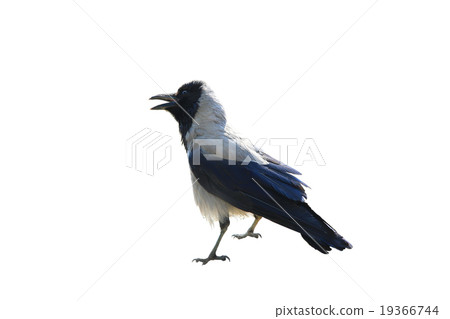 Raven Raven 19366744