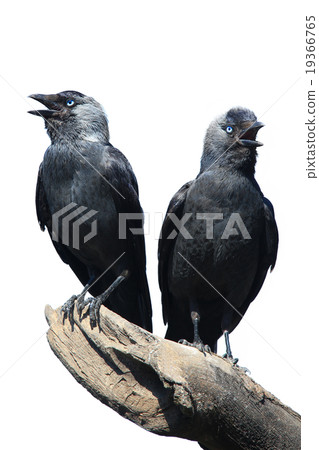 Two Wild Jackdaw Two Wild Jackdaw 19366765