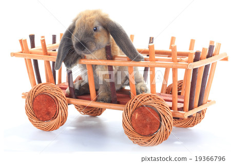 brown rabbit 19366796