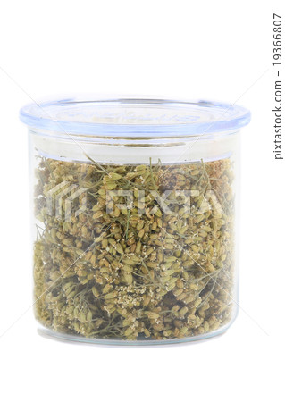 milfoil achillea milfoil achillea 19366807