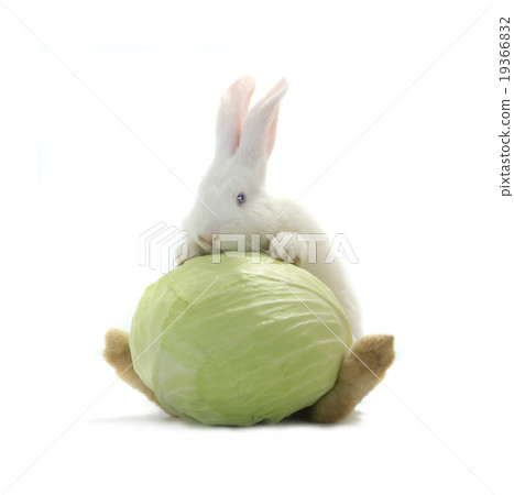 white rabbit 19366832