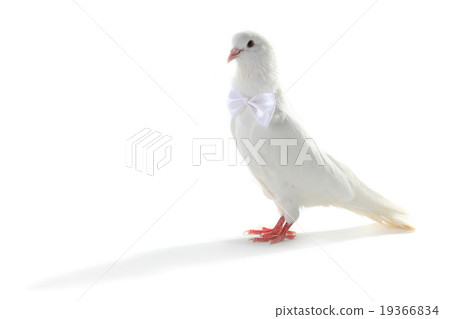 Wedding dove Wedding dove 19366834