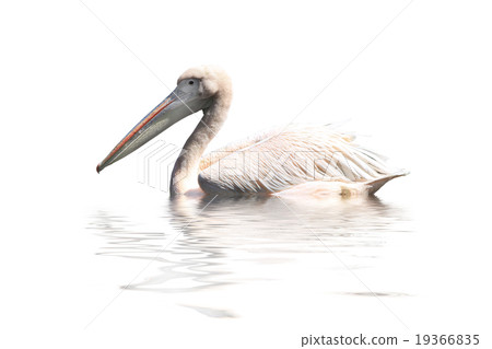 pelican pelican 19366835
