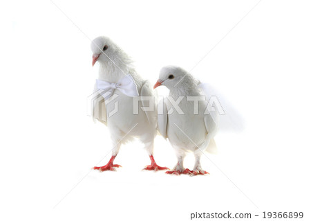 Wedding doves Wedding doves 19366899