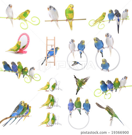budgie budgie 19366900