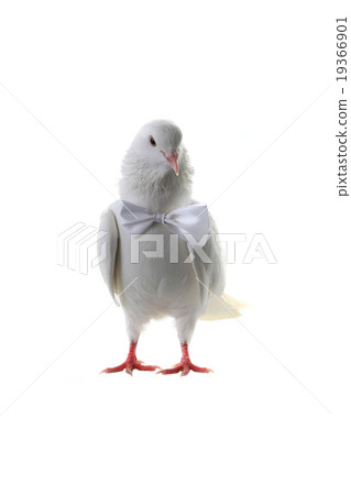 Wedding doves 19366901