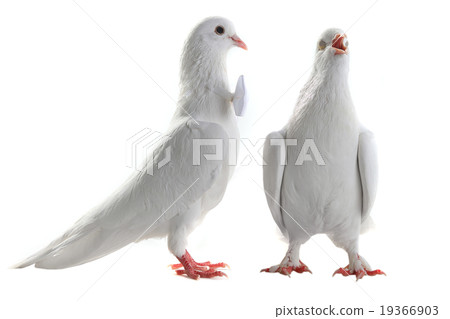 Wedding doves Wedding doves 19366903