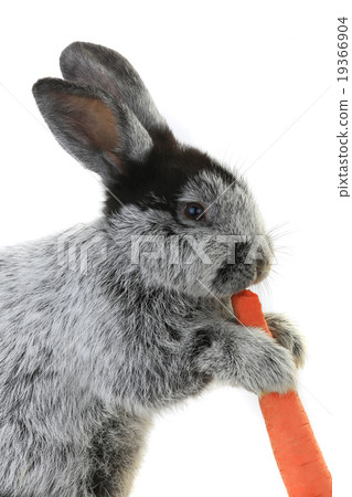 portrait rabbit portrait rabbit 19366904