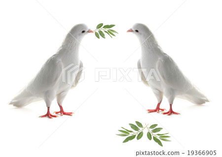 two white pigeon 19366905