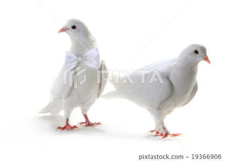 Wedding doves Wedding doves 19366906