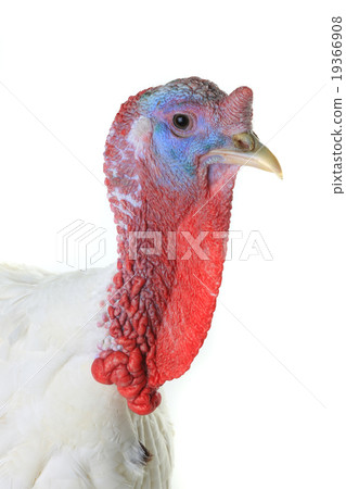 Turkey Turkey 19366908