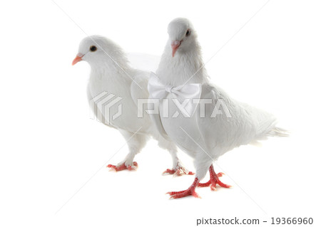 Wedding doves 19366960