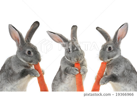 portrait rabbits portrait rabbits 19366966