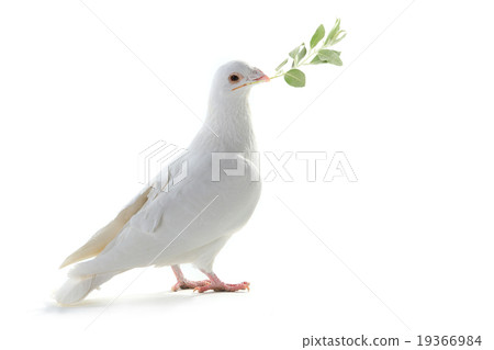 white pigeon 19366984
