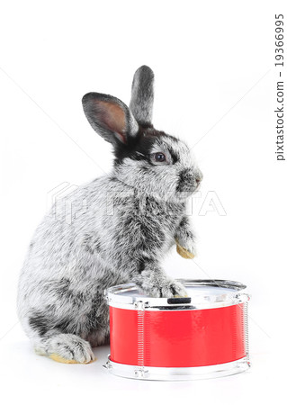 rabbit sitting rabbit sitting 19366995