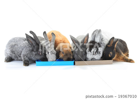 rabbits 19367010