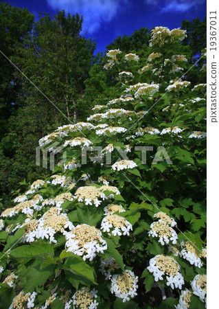 guelder rose 19367011