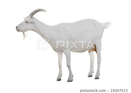 Goat 19367015