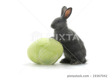 rabbit rabbit 19367042