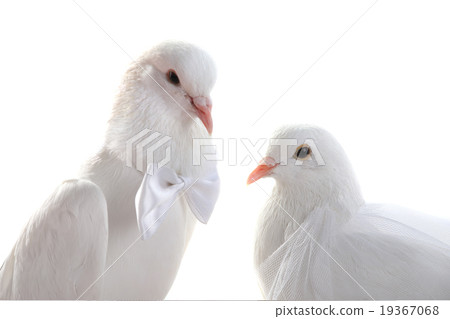 Portrait Wedding doves Portrait Wedding doves 19367068