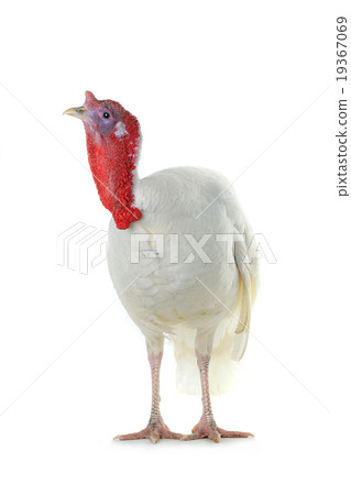 Turkey Turkey 19367069