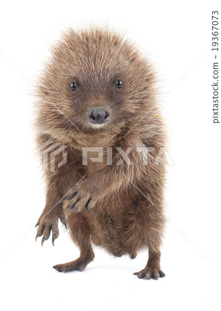 hedgehog 19367073