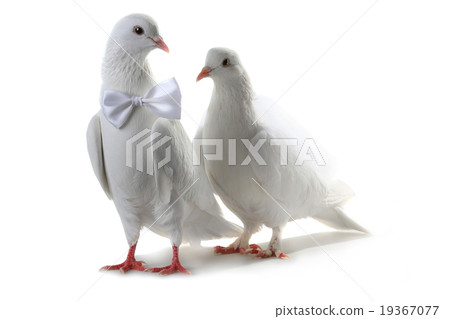 Wedding doves Wedding doves 19367077
