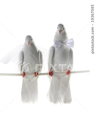 Wedding doves Wedding doves 19367095