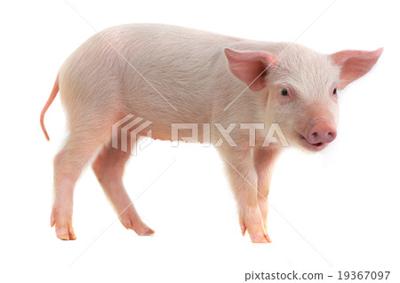 pig 19367097