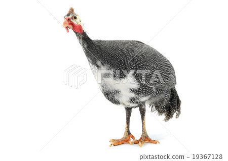 Guinea fowl Guinea fowl 19367128