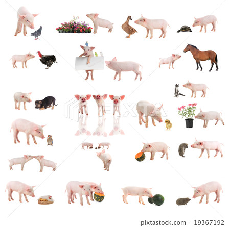 pigs pigs 19367192
