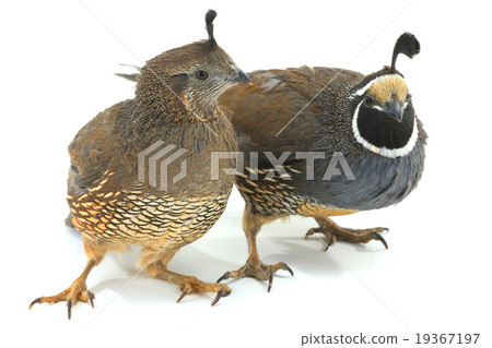 California Quail California Quail 19367197