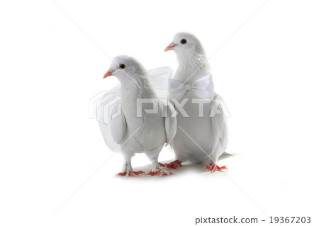 Wedding doves Wedding doves 19367203