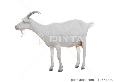 Goat 19367220