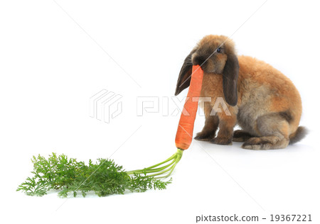 Rabbit 19367221