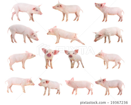 pigs 19367236