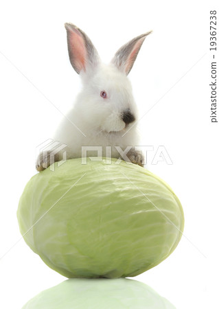 white rabbit white rabbit 19367238