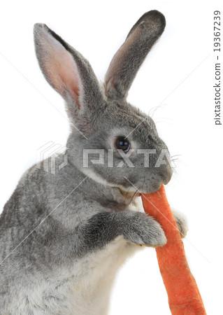 portrait rabbit portrait rabbit 19367239