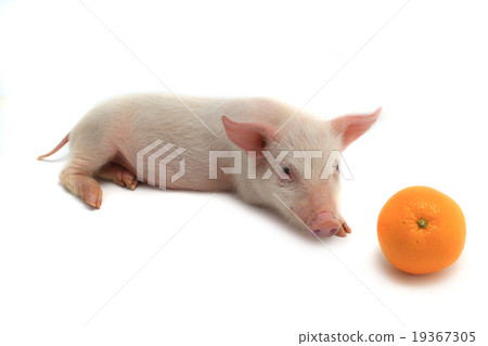 pig pig 19367305